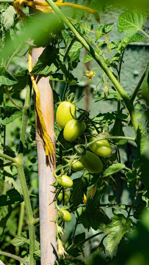 فندق Macedon لايميناس المظهر الخارجي الصورة